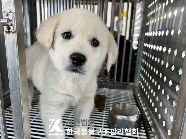 종료(입양) 믹스견…